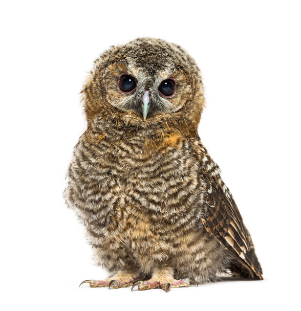 One month old Tawny Owl looking at the camera, Strix aluco, isolated - Foto, immagini
