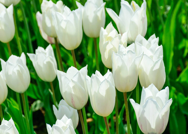 Lindas, coloridas, brilhantes flores de tulipa no parque, a primavera desperta várias flores e plantas para florescer na natureza - Foto, Imagem