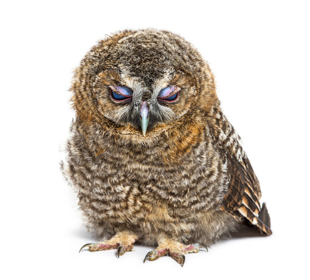 Месяц назад Tawny Owl закрыл веки, Strix aluco, изолированный - Фото, изображение