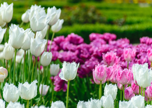 Lindas, coloridas, brilhantes flores de tulipa no parque, a primavera desperta várias flores e plantas para florescer na natureza - Foto, Imagem