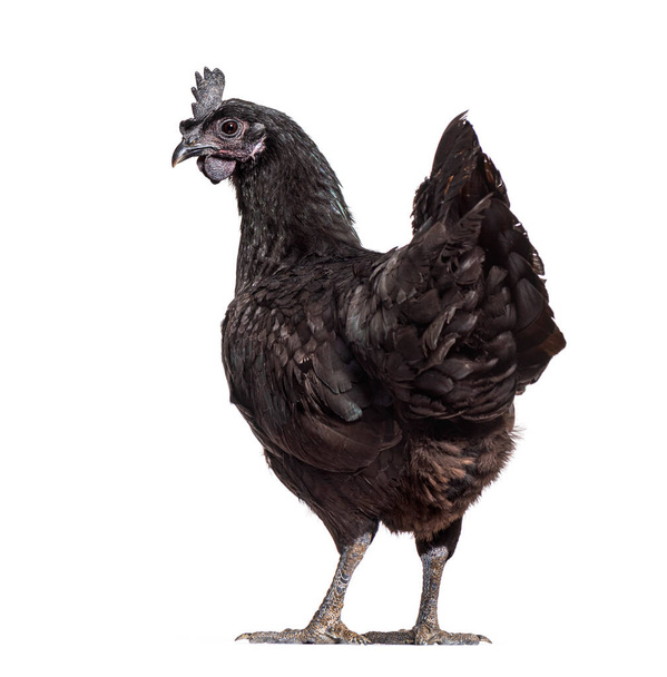 Vista trasera de una gallina Ayam Cemani mirando hacia atrás, aislada en blanco - Foto, imagen