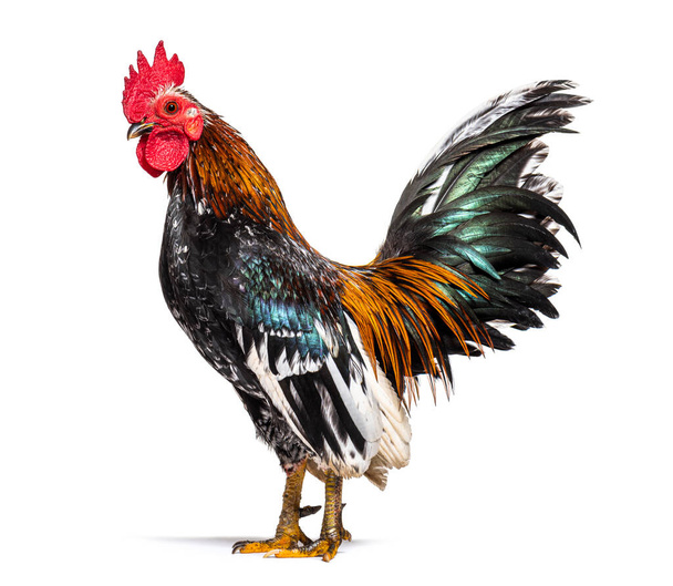 Vista lateral de un gallo Serama, pollo - Foto, imagen