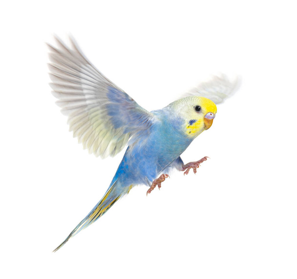 Vista lateral del ave Budgerigar volando, colección arcoíris azul, aislada en blanco - Foto, imagen