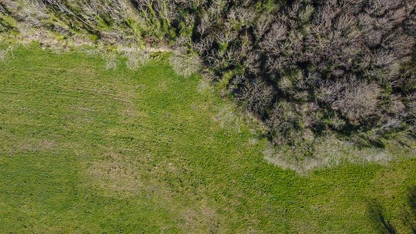 Aerial view of a forest . Drone photography. Forest border. Coastline view from the drone. - Foto, Bild