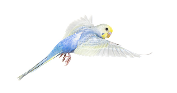 Vista lateral do pássaro Budgerigar voando, coloração do arco-íris azul, isolado em branco - Foto, Imagem