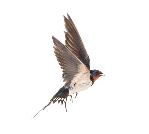 Αχυρώνας Κατάπιε ιπτάμενα φτερά εξαπλωθεί, πουλί, Hirundo rustica, που φέρουν σε λευκό φόντο - Φωτογραφία, εικόνα