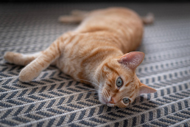 Brązowy kot z zielonymi oczami leżący na dywanie - Zdjęcie, obraz