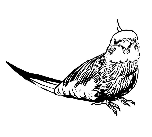 Black and white ink illustration of a cockatiel parrot. - 写真・画像