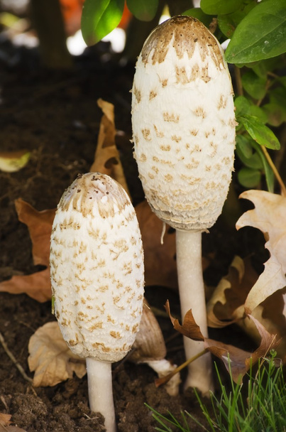Macrolepiota Procera Mushroom - Photo, Image