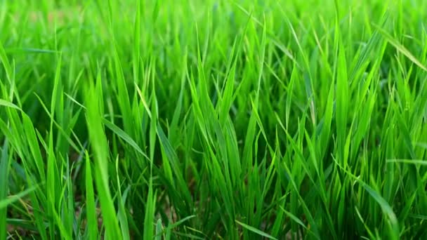 primer plano de las hojas verdes de trigo - Metraje, vídeo