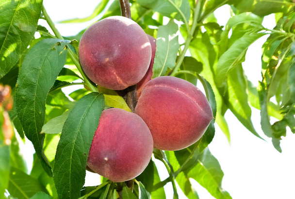 木の上の熟した桃の写真 - 写真・画像