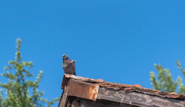 Çatıdaki şehir güvercini rüzgârda - Fotoğraf, Görsel