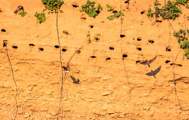 Ластівки в природних умовах біля гірської річки
 - Фото, зображення