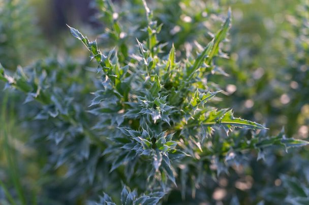 Onopordum acanthium. The texture of green leaves with spikes. Weeds. Natural background. Selective focus. - Photo, Image