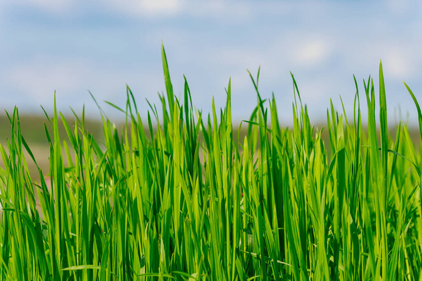 Groene lente vers gras van ongemaaid gazon. Achtergrond met selectieve focus en kopieer ruimte voor tekst of inscriptie - Foto, afbeelding