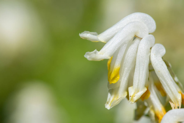 Macro shot de fleurs de corydalis pâle (pseudofumaria alba) en fleurs - Photo, image