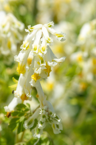 Close up of pale corydalis (pseudofumaria alba) flowers in bloom - Photo, Image