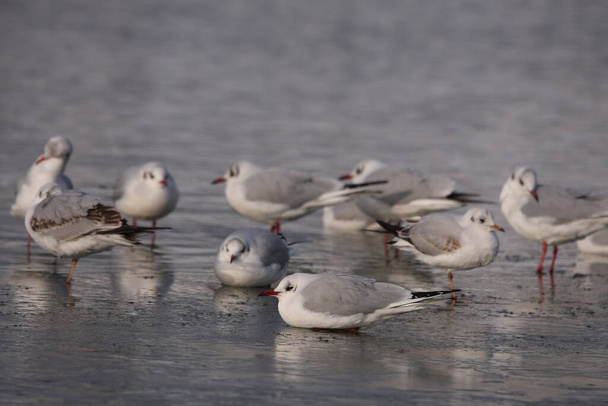 flock of black headed gulls in winter sitting on ice - Photo, Image