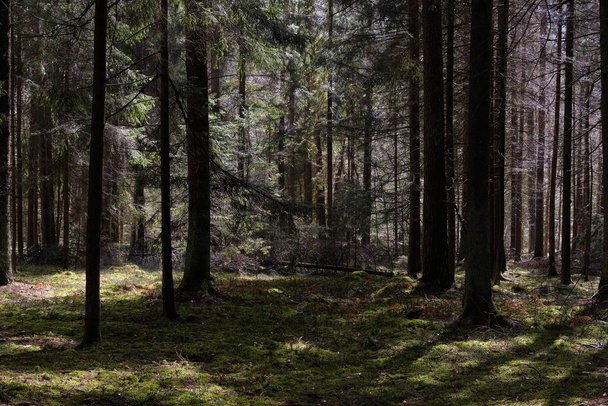 Bosque de coníferas de primavera al sol con pinos y abetos, Bosque de Bialowieza, Polonia, Europa - Foto, imagen