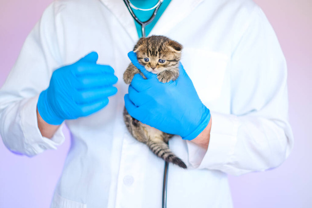 Medizin für Tiere. Katzengesundheit.Untersuchung eines Kätzchens beim Tierarzt. Scottish faltet gestromte Jungtiere in den Händen eines Tierarztes in blauen Medizinhandschuhen auf einem weißen Tisch. Kätzchen und Tierarzt. - Foto, Bild