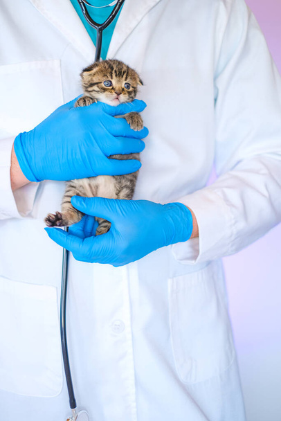 Gatito en una clínica veterinaria.Medicina para animales. Salud de los gatos. Examinar a un gatito con un veterinario. Pliegue escocés tabby gatito en las manos de un veterinario.Gatito y veterinario. - Foto, imagen