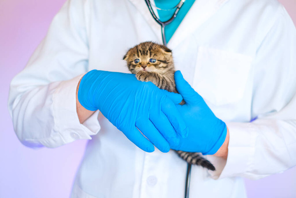 獣医の診療所で子猫.動物のための医学.猫の健康。獣医師と子猫を調べる。スコットランドの折り畳みタビー子猫の手の中に獣医の青手袋  - 写真・画像