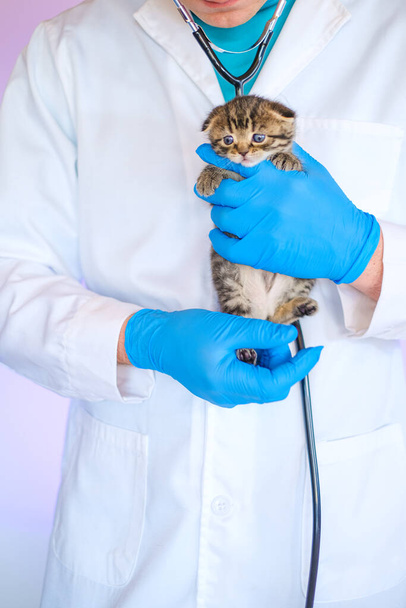  Cat health.Examining a kitten with a veterinarian. Scottish fold tabby kitten in the hands of a veterinarian in blue medical gloves on a white table. Kitten and veterinarian. - Fotografie, Obrázek