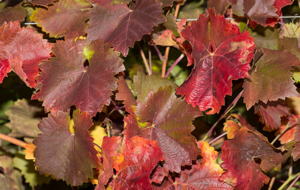 Sonbaharda kırmızı yapraklı üzüm bağları. Şarap yapımı. Çiğ kaplı bir yaprağın makro fotoğrafçılığı. Seçici odak. - Fotoğraf, Görsel