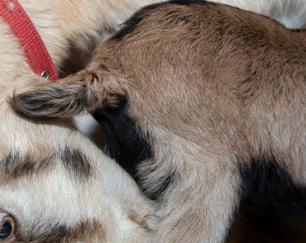 Alpesi kecsketejes állat. Anyaság, kapcsolat egy anya és egy újszülött kecske között. - Fotó, kép