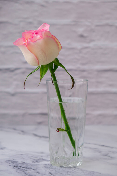 Питьевое стекло с розовой розой. Минимальный состав. Абстрактная художественная идея. Романтическая пастельно-розовая композиция День Святого Валентина цветок розы. Современная эстетика. Фон поздравительной открытки - Фото, изображение