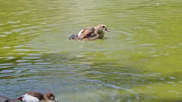 Red faturado marrom pato nadando e arrumando no lago - Filmagem, Vídeo