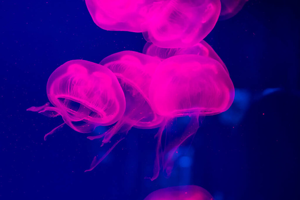 Closeup of beautiful jellyfish in aquarium - Фото, изображение