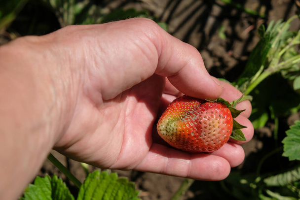Κατεστραμμένες φράουλες στο χέρι ενός αγρότη. Έννοια της νόσου φράουλας. - Φωτογραφία, εικόνα