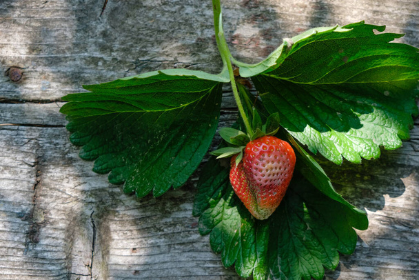 Φράουλες με ελάττωμα σε ξύλινο φόντο. Έννοια της νόσου φράουλας. - Φωτογραφία, εικόνα
