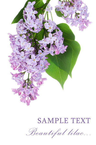 Beautiful lilac isolated on white background - Foto, Imagem