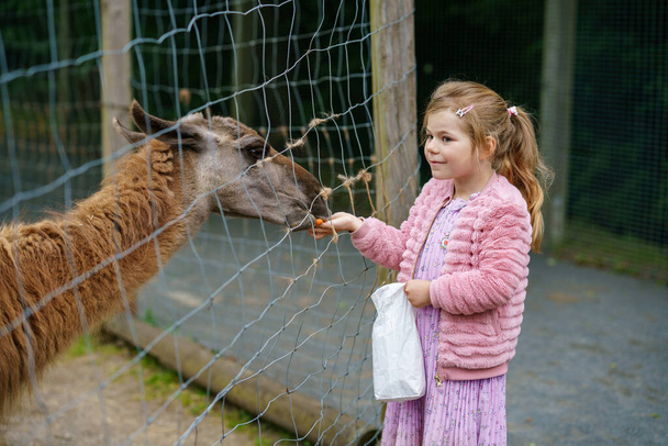 ブロンドの就学前のヨーロッパの女の子はふわふわの毛皮のアルパカラマを食べます。幸せな興奮した子供は野生動物公園でグアナコに餌を与えます。休暇や週末のための家族のレジャーと活動. - 写真・画像