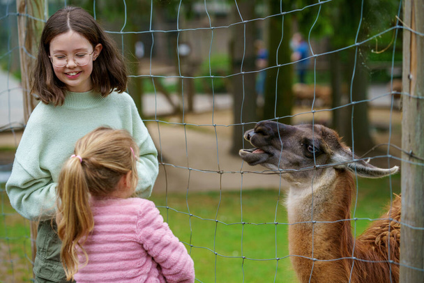 Two little girls, preschool and school sisters feeding fluffy furry alpacas lama. Happy excited children feeds guanaco in a wildlife park. Family leisure and activity for vacations or weekend. - Photo, Image