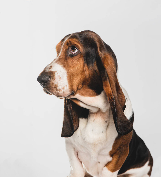 Kopfschuss eines Basset-Hundes - Foto, Bild