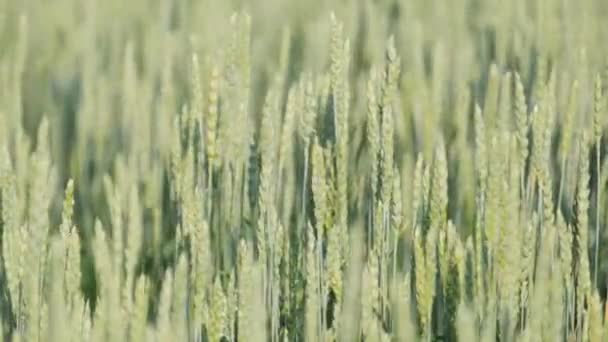 Espiguillas de trigo verde joven. Las espiguillas y la agricultura están madurando. Campo de trigo verde, de cerca - Imágenes, Vídeo