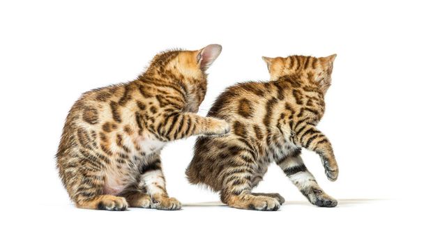 Due gattini bengala che giocano insieme, di sei settimane, isolati sul bianco - Foto, immagini