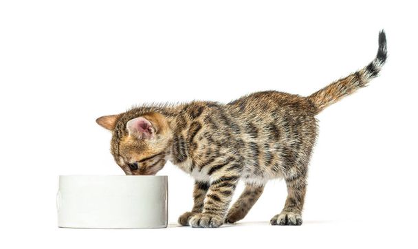 Bengal kedisi kedi kasesinde yemek yiyor. Altı haftalık, beyaz tenli. - Fotoğraf, Görsel