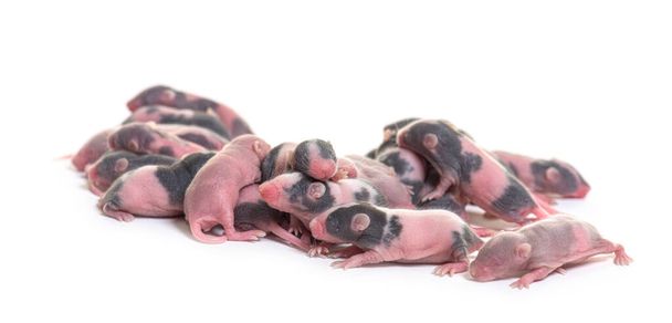 Pila de cachorros de ratón de lujo sin pelo de seis días de edad, aislados en blanco - Foto, imagen