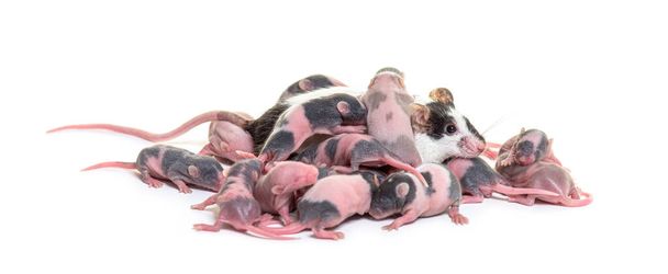 Colony of fancy mouse, few days old hairless mice pups and mother, isolated on white - Photo, Image