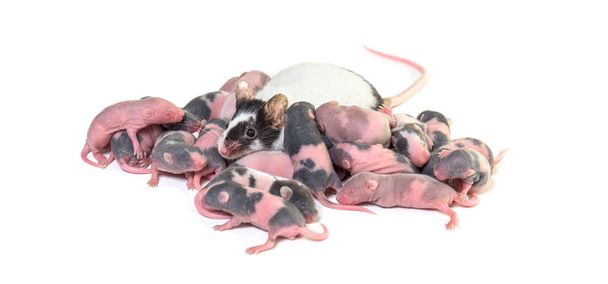 Kolonie ausgefallener Mäuse, wenige Tage alte haarlose Mäusewelpen und Mutter, isoliert auf weiß - Foto, Bild