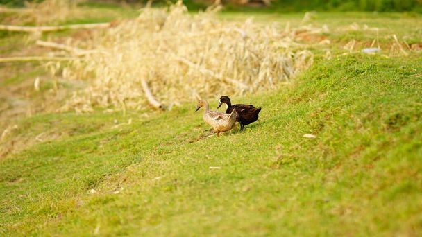 Schwarz-weißer Schwan auf Gras - Foto, Bild