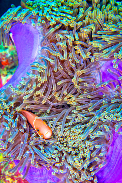 Anemone pinna nera, Amphiprion nigripes, Magnifico Anemone marino, Heteractis magnifica, Barriera corallina, Atollo di Ari meridionale, Maldive, Oceano Indiano, Asia - Foto, immagini