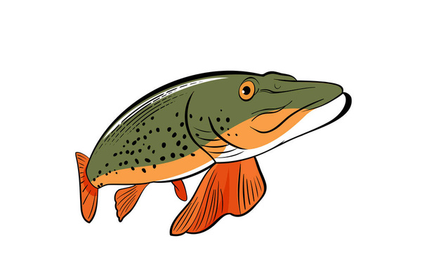 Northern pike fish in vintage style. Vector illustration - Vektor, kép
