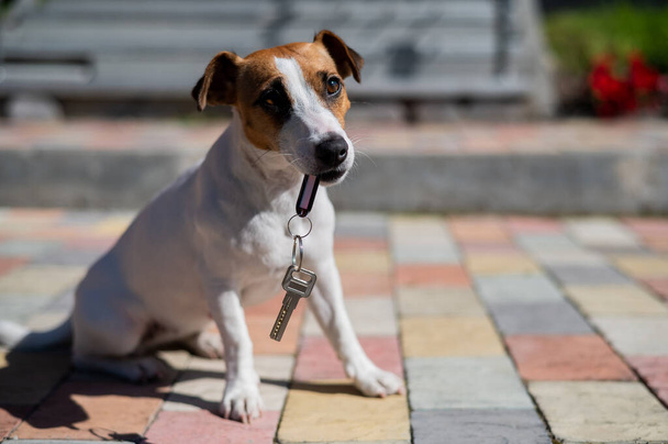 Dog Jack Russell Terrier is sitting at the door holding the keys to the house - Fotoğraf, Görsel