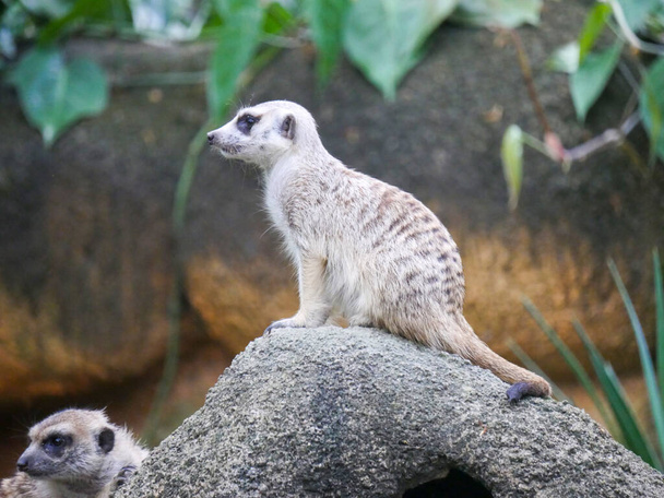 Erdmännchen (Suricata suricatta) ist ein kleiner Mungo, der im südlichen Afrika auf einem Stein sitzt. - Foto, Bild