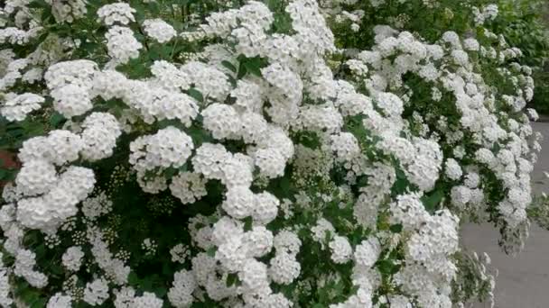 Bush of flowering spiraea in overcast windy day - Footage, Video